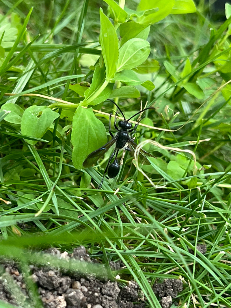 Oosterse muurwesp — foto 1 van 19