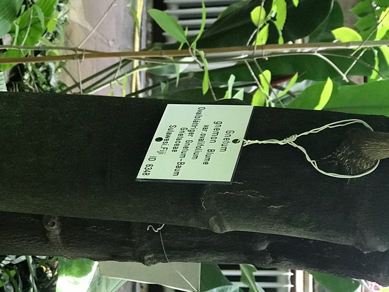 Ovalblättriger Gnetum-Baum — foto 1 van 2