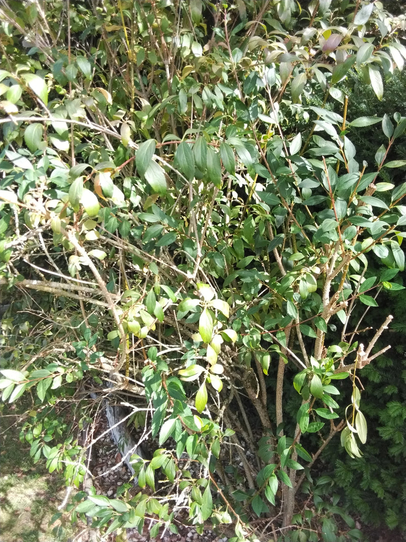 Ovaalbladige liguster — foto 1 van 4