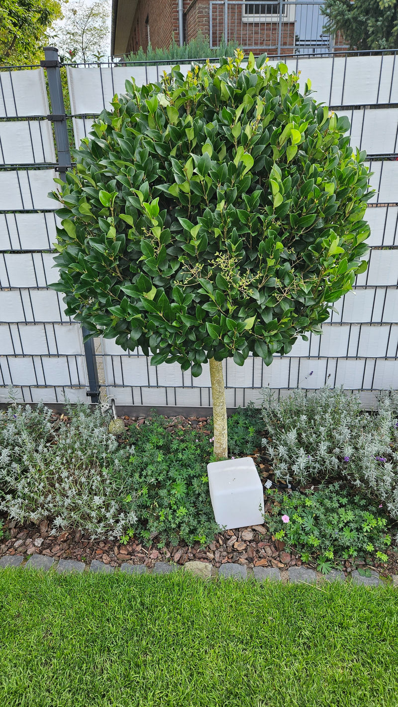 Een bolvormig gesnoeide haagliguster op stam staat in een tuinborder voor een hek.