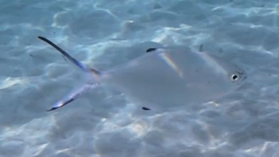 Palometa — foto 1 van 1