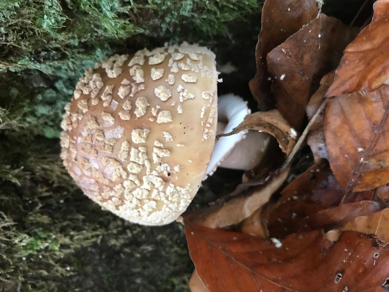 Panter paddestoel — foto 3 van 4