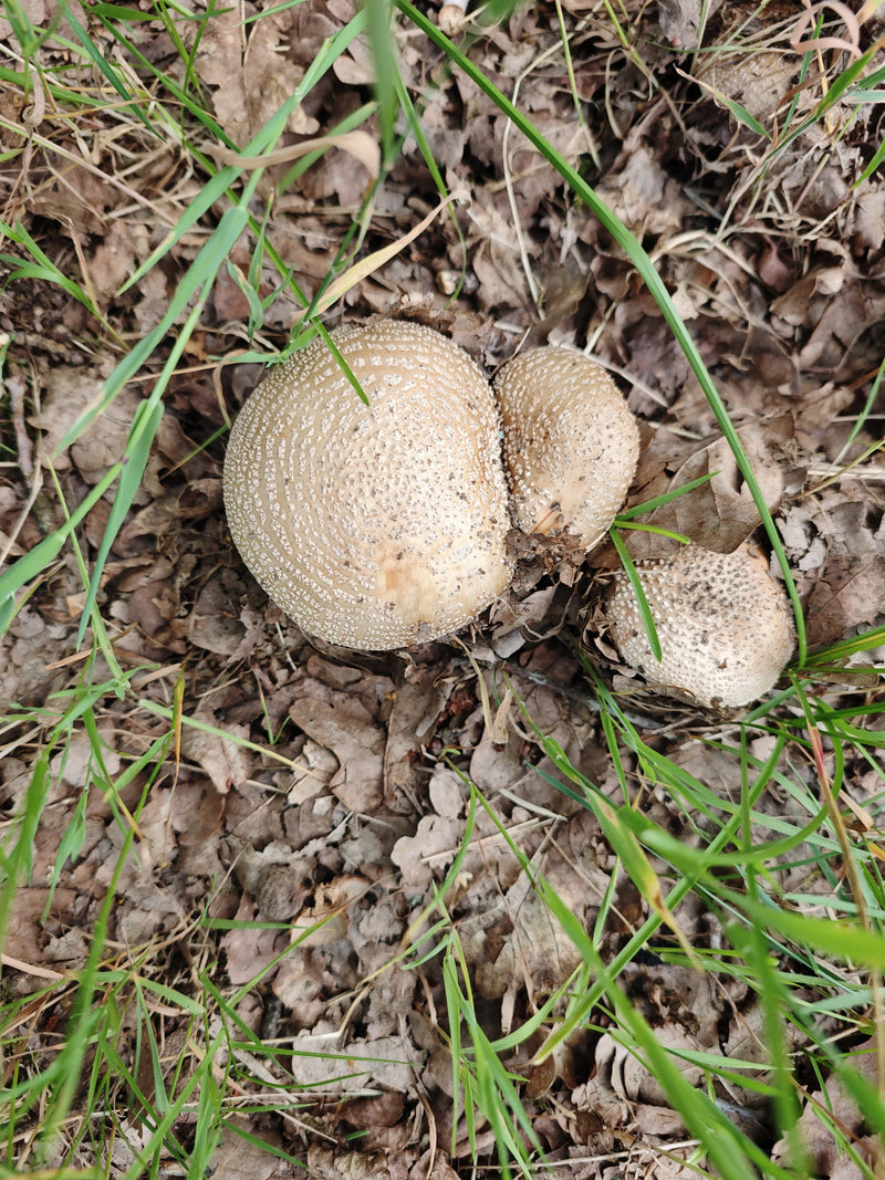 Panter paddestoel — Bild 1