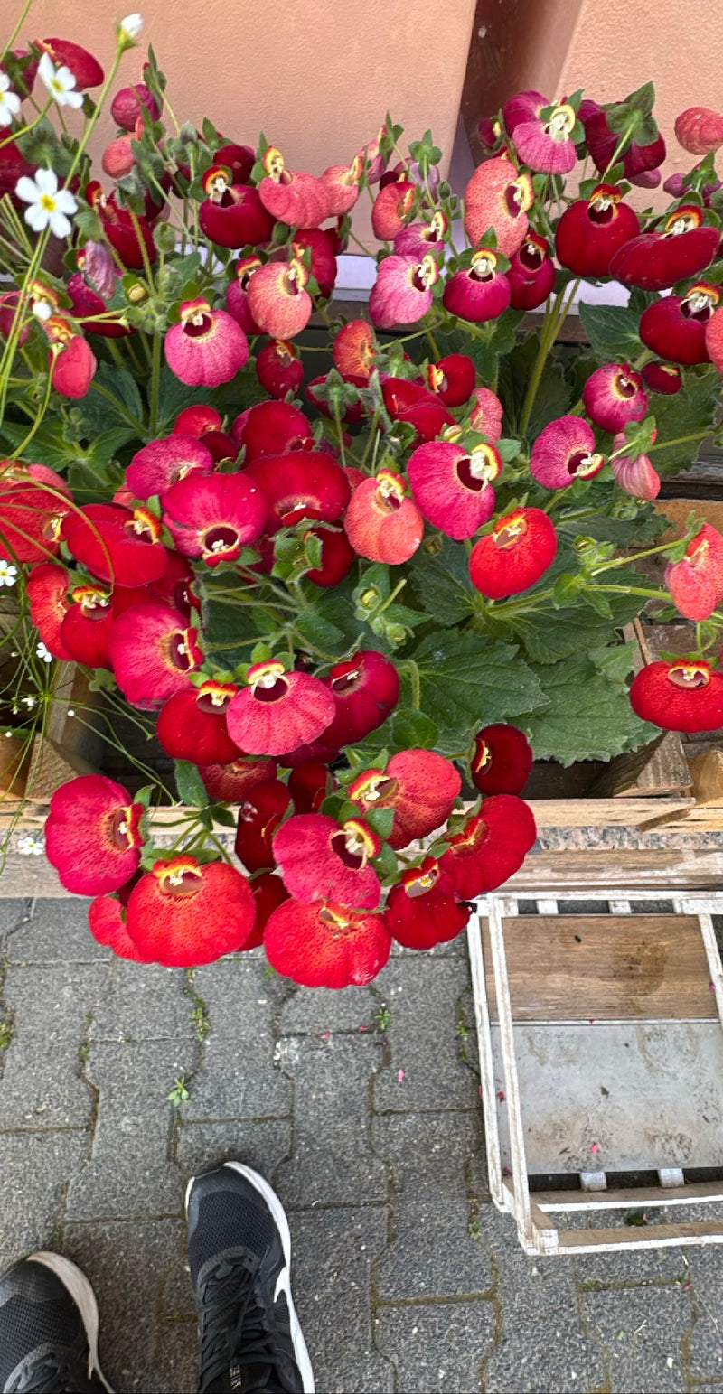 Pantoffel bloem — Bild 1