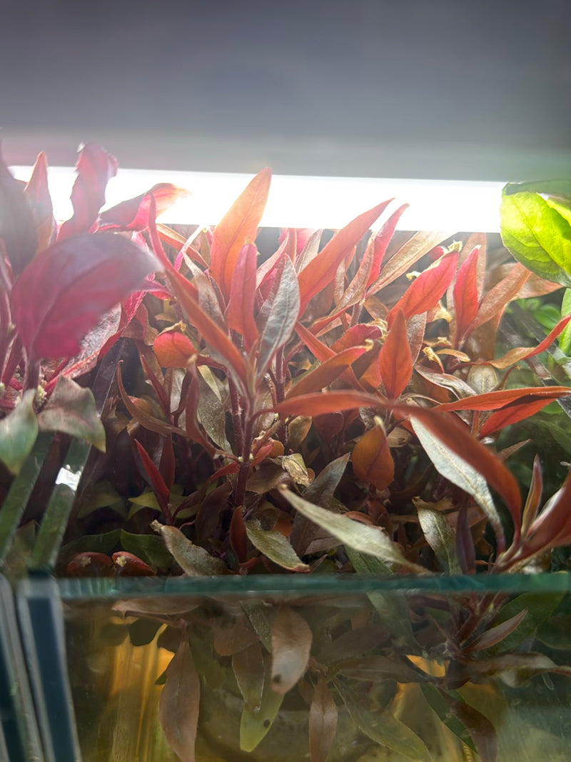 Papegaai blad — Bild 1