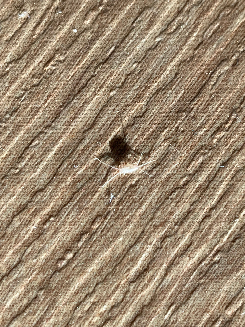 Een enkel zilvervisje zit op een gestructureerd oppervlak met kenmerkende lange aanhangsels. Het insect is duidelijk herkenbaar.