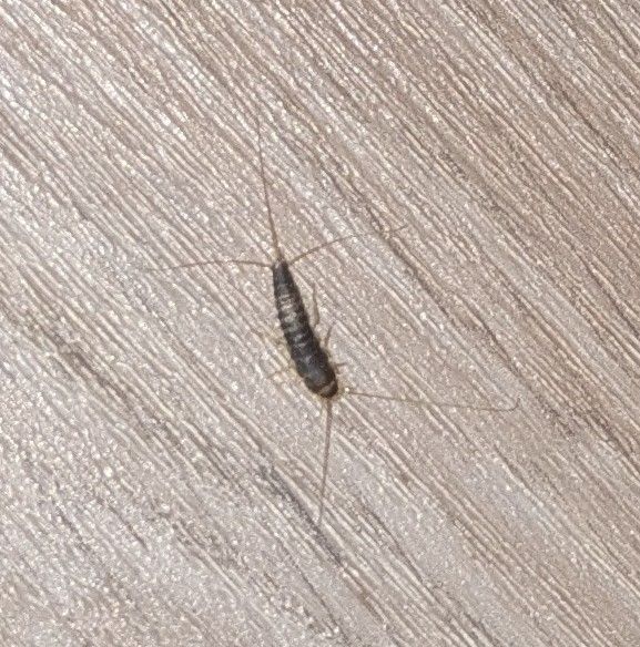 De afbeelding toont een papiervisje zittend op een gestructureerde houten vloer. Het insect vertoont zijn typische langwerpige lichaamsvorm en lange antennen.