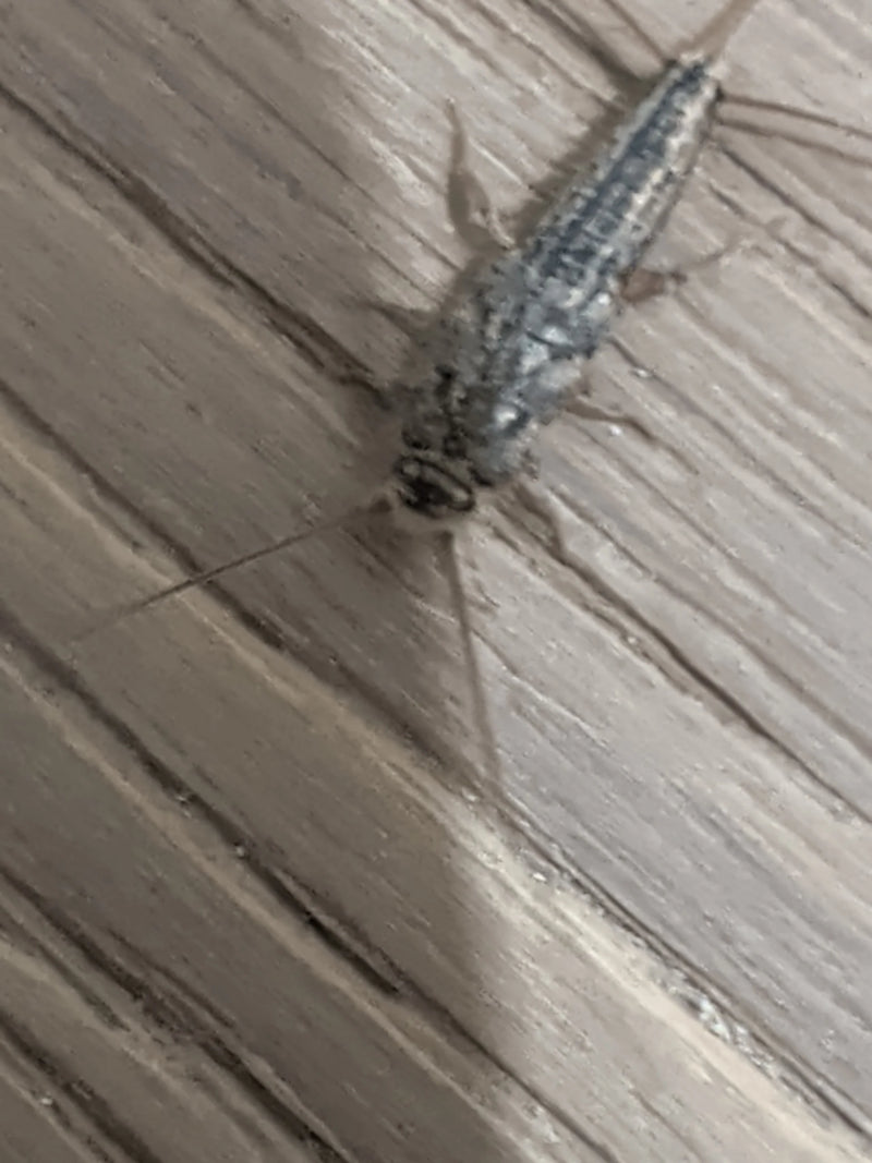 Een papiervisje (Ctenolepisma longicaudatum) rust van bovenaf gezien op een houten oppervlak.