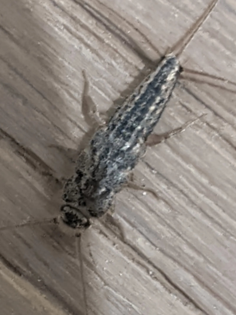 Een papiervisje (Ctenolepisma longicaudatum) rust in bovenaanzicht op een vloer met houtlook.