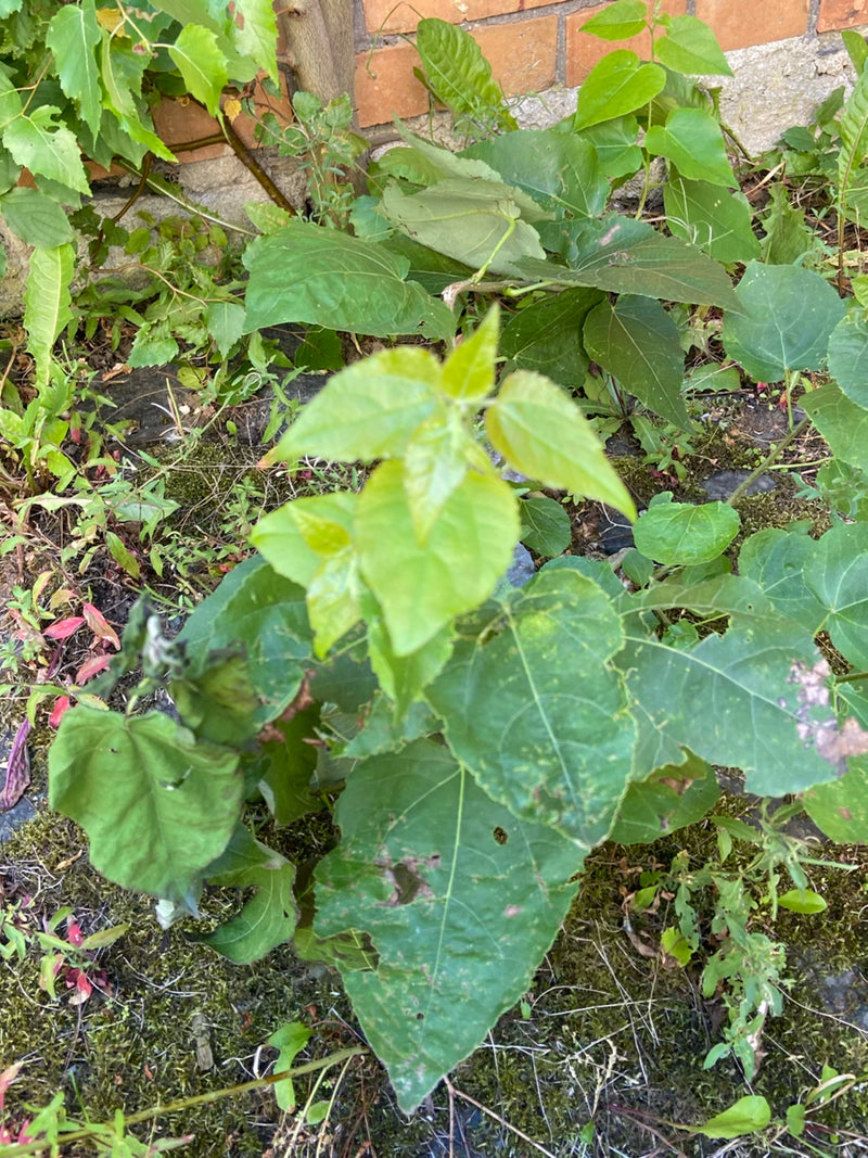 Papieren moerbeiboom — Bild 1