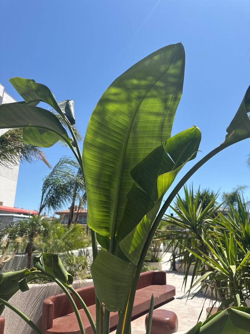 De foto toont de grote, banaanachtige bladeren van een boomstrelitzia die tegen de blauwe lucht steken. De plant staat in een zonnige tuinomgeving.