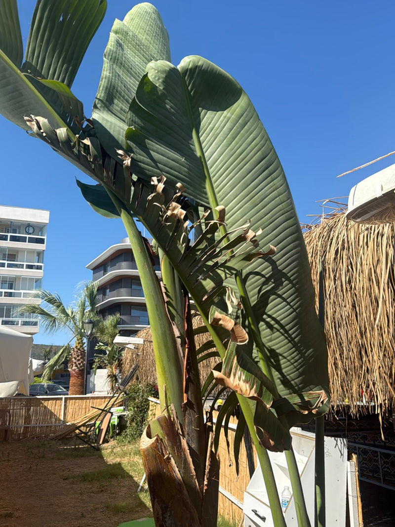 De kenmerkende boomstrelitzia is te zien met zijn grote, bananenachtige bladeren en rechtopstaande stengel. De foto toont de plant in een stedelijke omgeving...