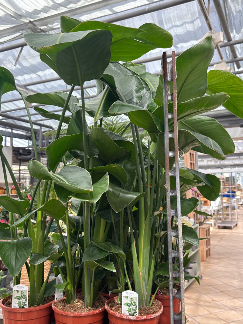 De afbeelding toont een groep boomstrelitzias in potten. De grote, groene bladeren en lange stengels staan in een kas.