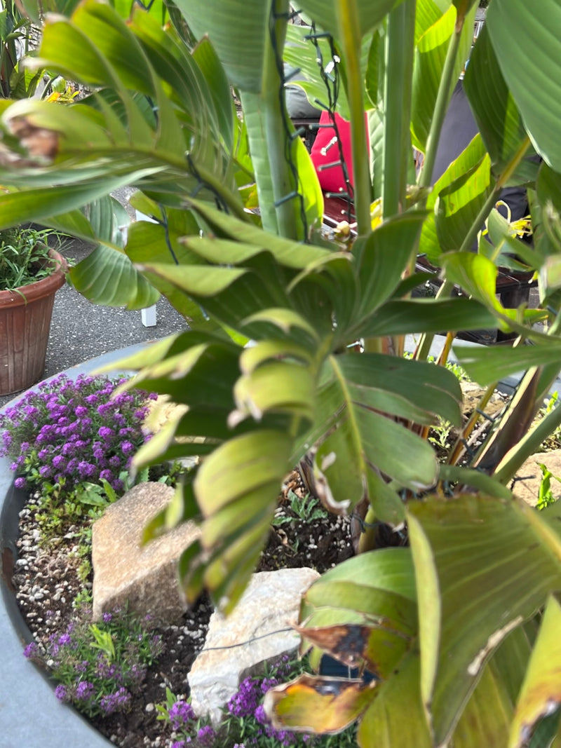 Strelitzia — Bild 1