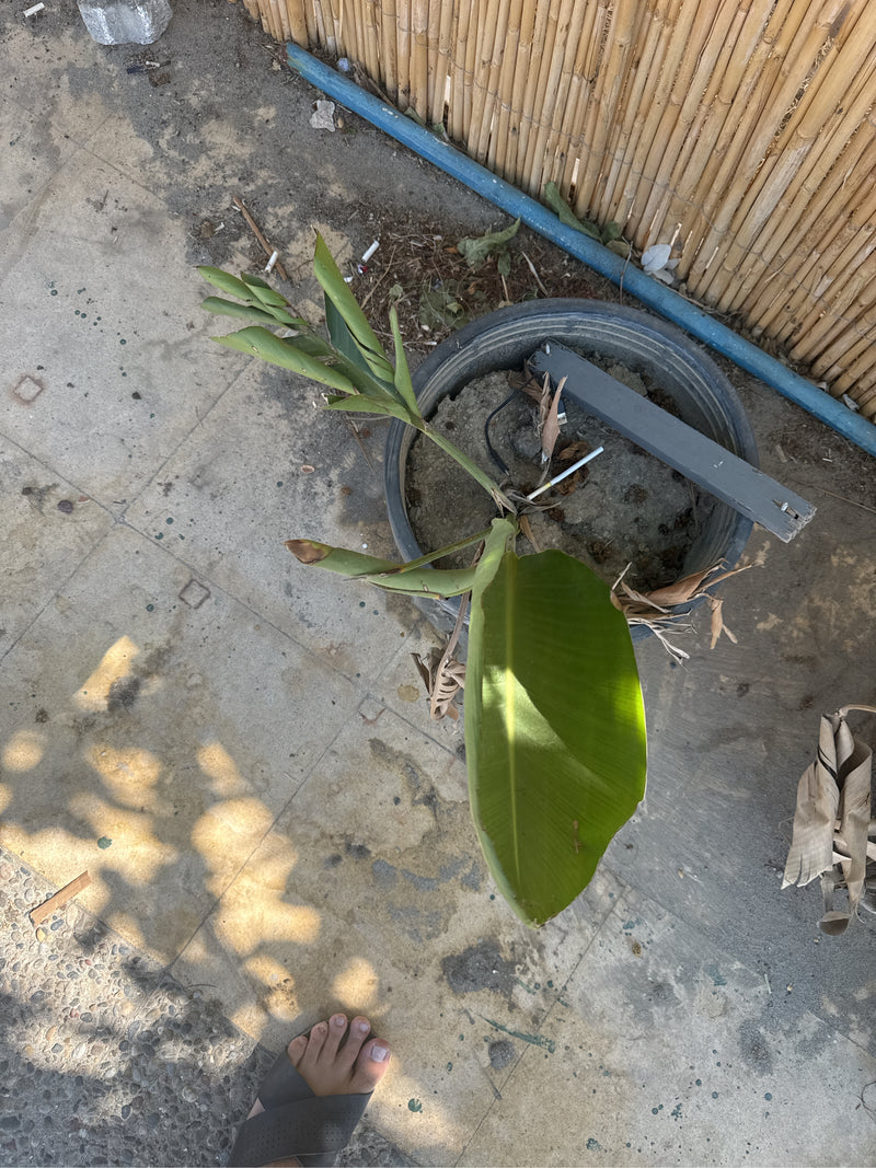 Te zien is een jonge strelitzia in een ronde bloempot op een stenen vloer. De plant heeft groene, rechtopstaande bladeren.