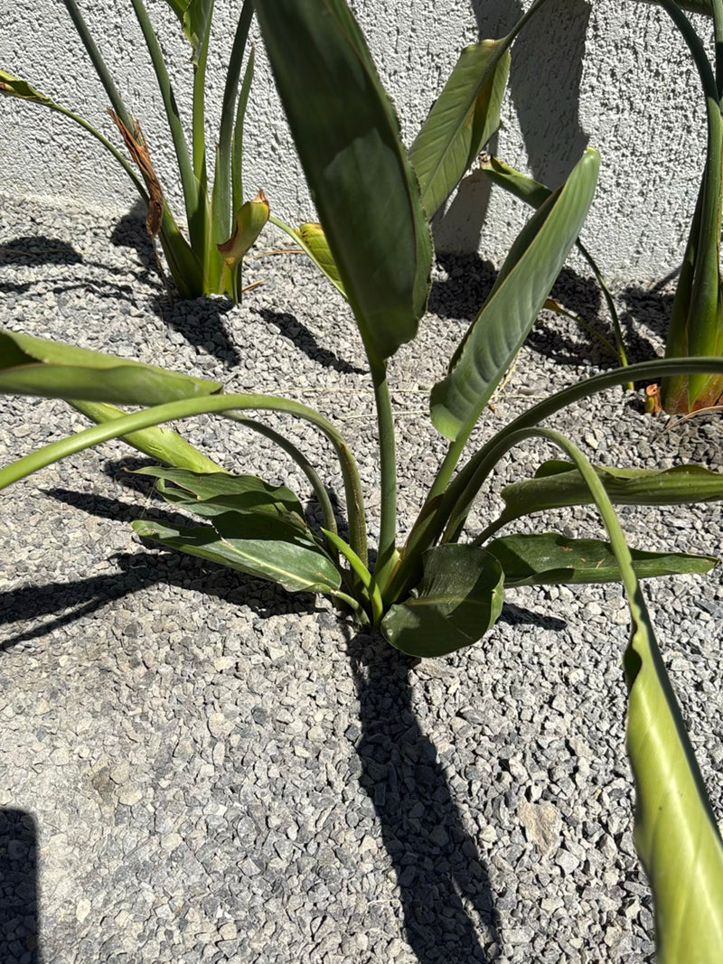 Te zien is een strelitzia met kenmerkende groene bladeren, groeiend in een grijs grindbed.