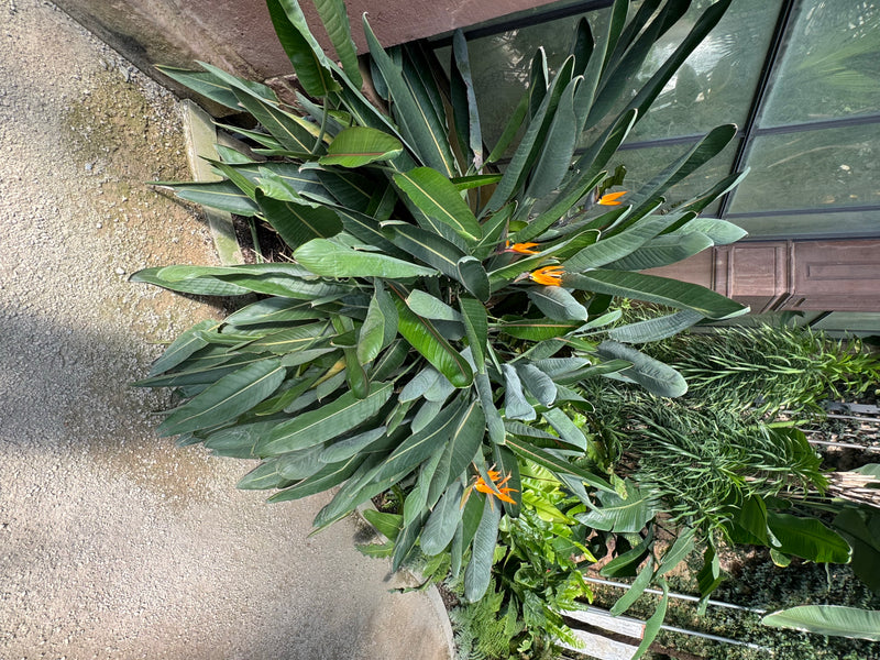 Een bloeiende paradijsvogelbloem met talrijke langwerpige bladeren en meerdere oranje bloemen van bovenaf gezien.