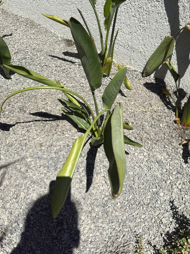 Te zien is een jonge strelitzia met karakteristieke groene bladeren die groeit in een grindbed. De plant staat in het heldere zonlicht voor een lichte muur.