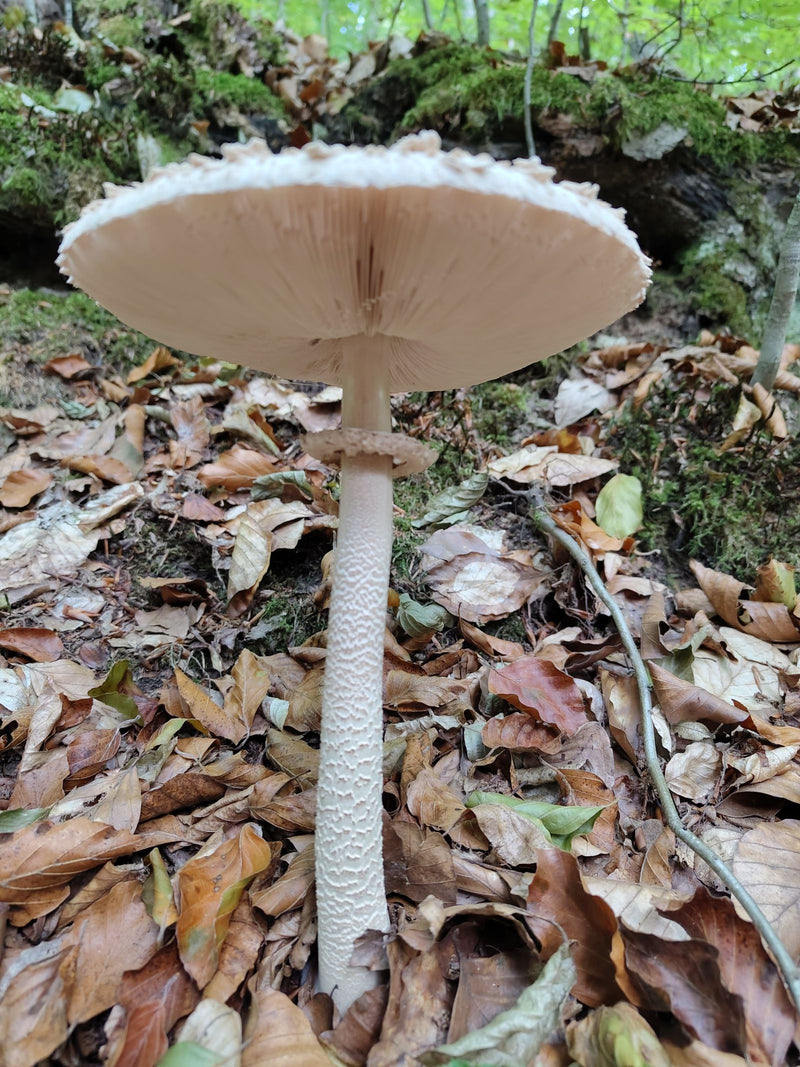 Parasol (gewone gigantische parasol) — foto 1 van 6