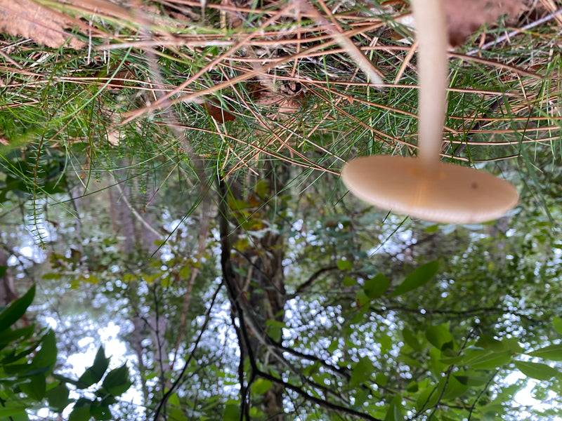 Parasol (gewone gigantische parasol) — foto 2 van 6