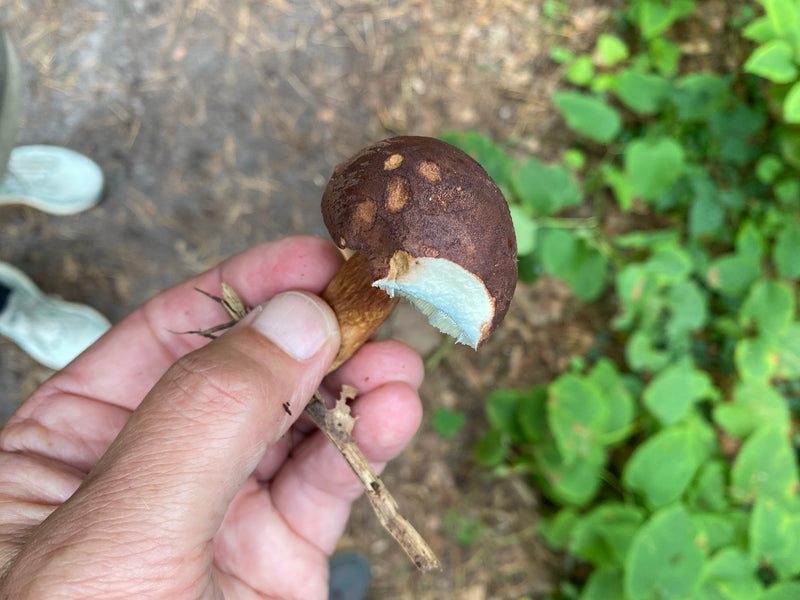 Parasol (gewone gigantische parasol) — foto 5 van 6