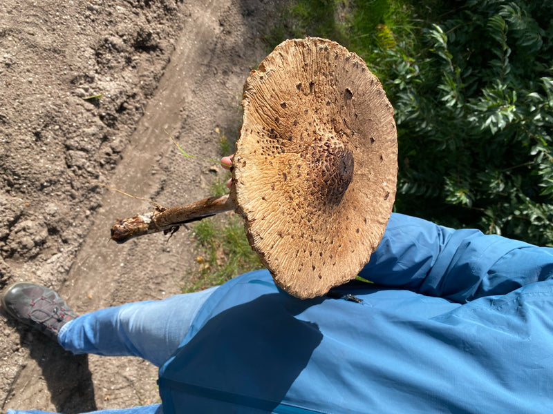 Parasol (gewone gigantische parasol) — foto 3 van 6