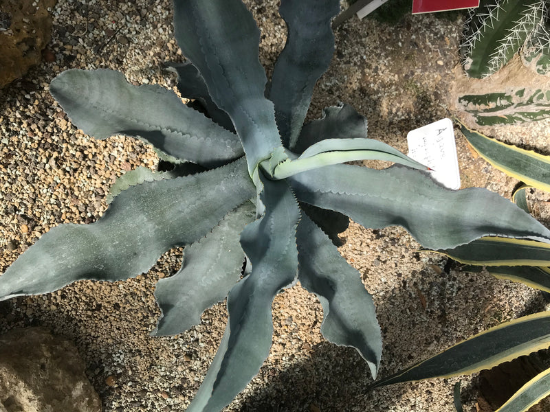 Parry-Agave — foto 2 van 2