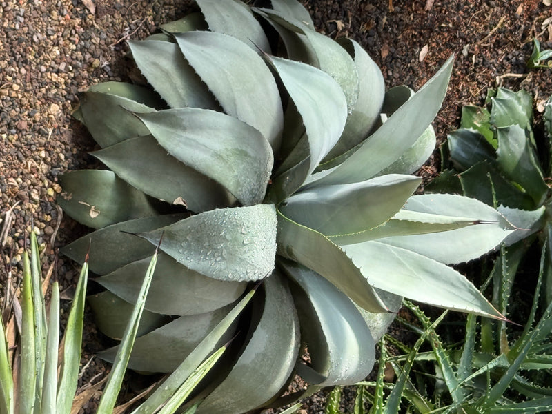 Een Parry-agave met dicht opeengepakte, blauwgrijsgroene bladeren, van bovenaf gezien op grindachtige grond.