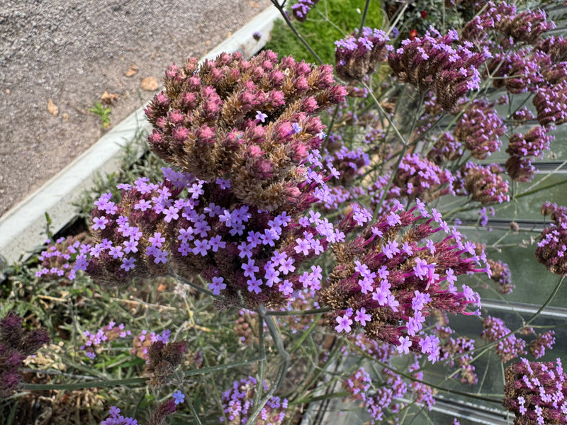 Dicht vertakte bloeiwijzen van stijf ijzerhard met talrijke kleine paarse bloemen.