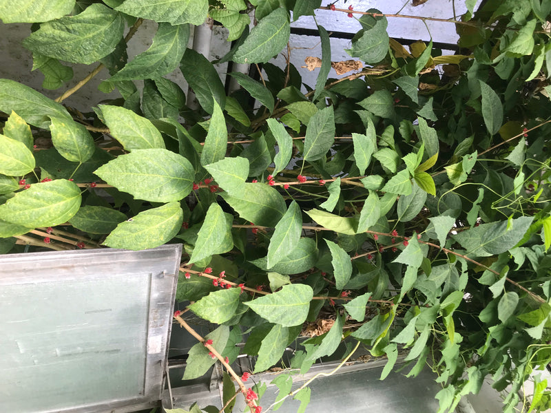 Pavonia cauliflora — foto 1 van 4