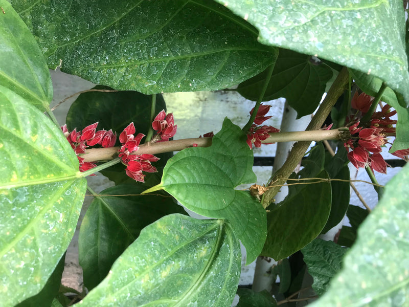 Pavonia cauliflora — foto 4 van 4