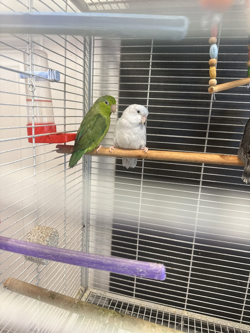 Pacifische Pygmee-papegaai — Bild 2