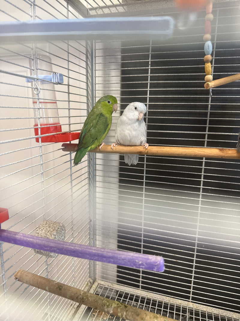 Pacifische Pygmee-papegaai — Bild 3