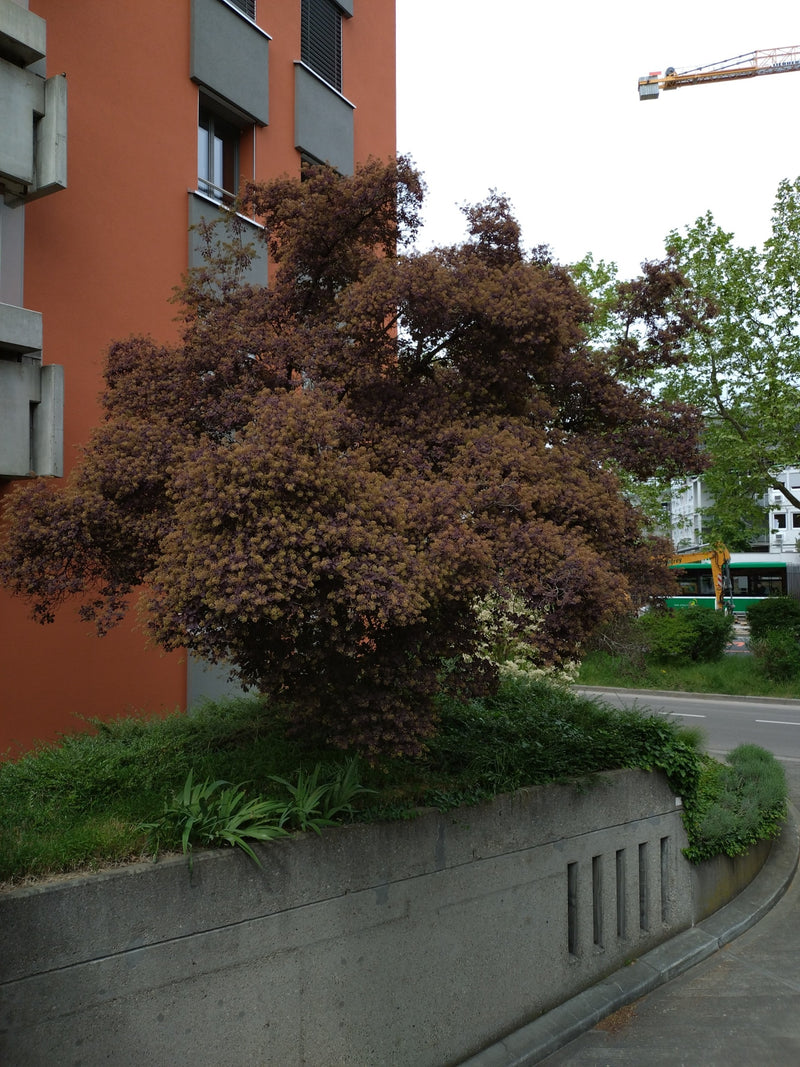 Peruaanse struik — Bild 1