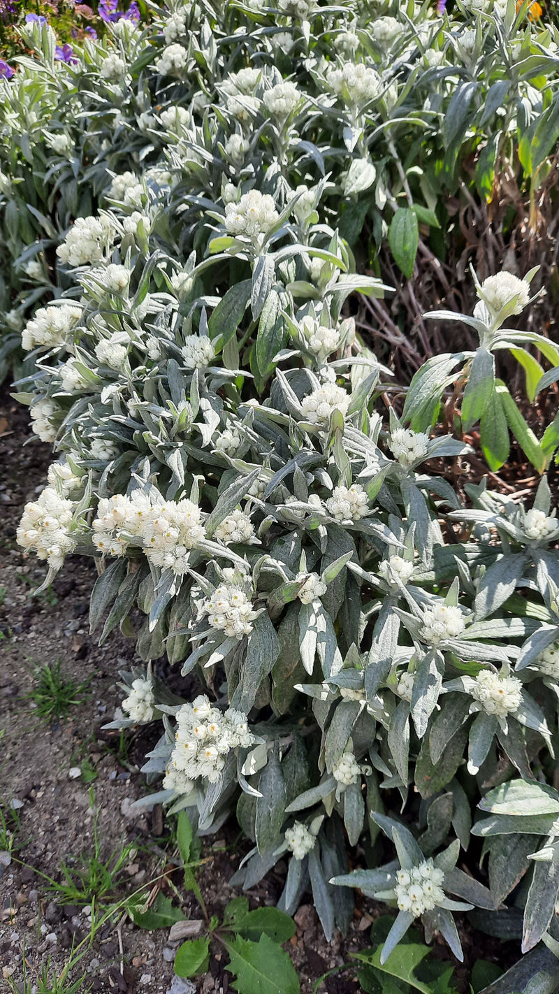 Parelbloesem Strobloem — Bild 1