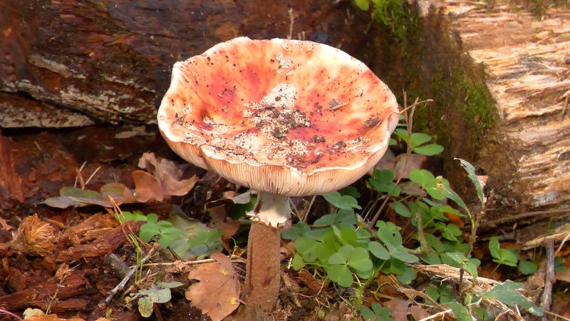 Perlpilz — Bild 2