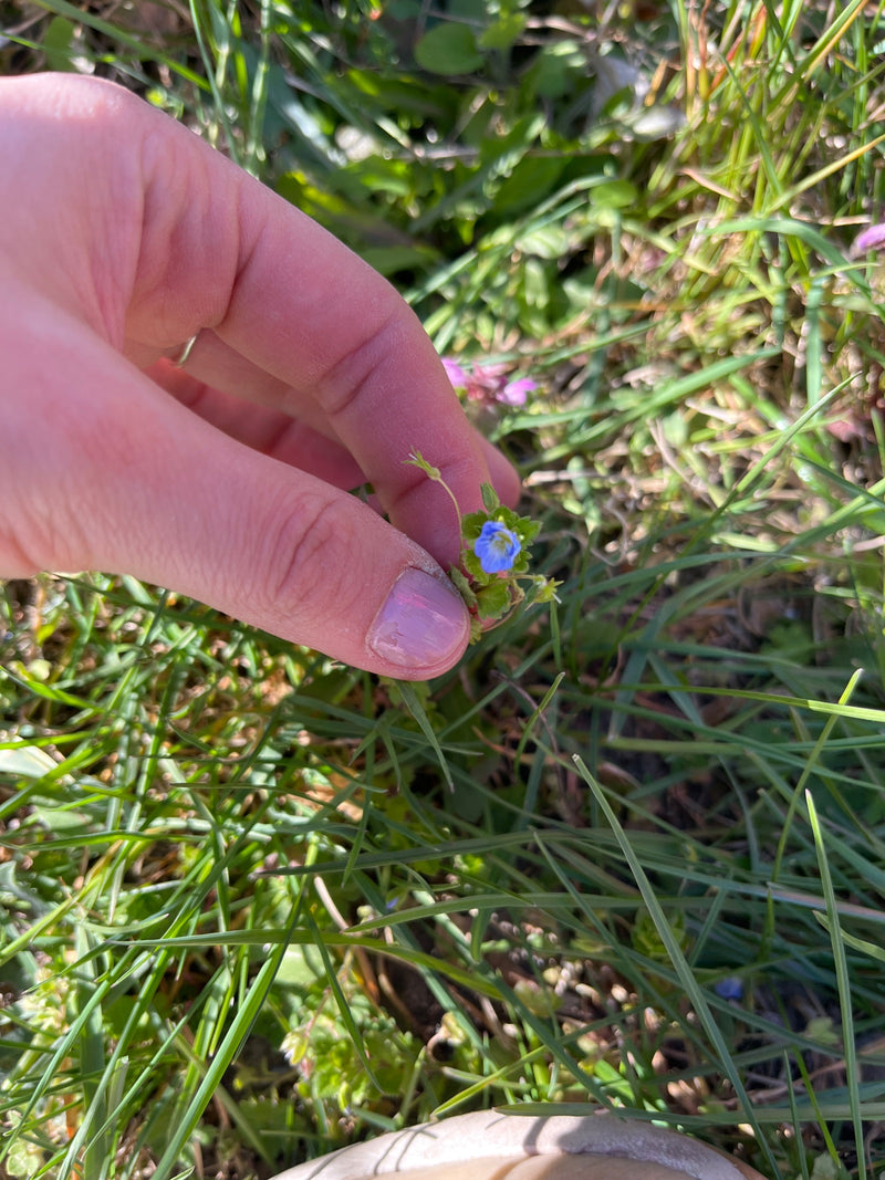 Perzische ereprijs — Bild 1