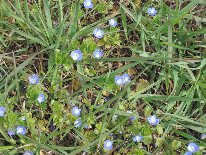Talrijke kleine blauwe bloemen van de perzikbladige ereprijs groeien tussen sprietjes gras in een weiland.