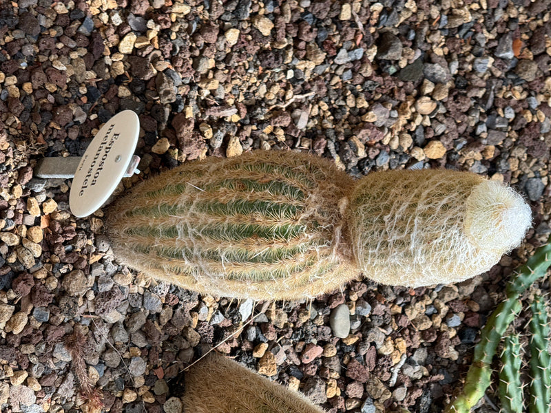 Peruanischer Greisenkaktus — foto 1 van 1