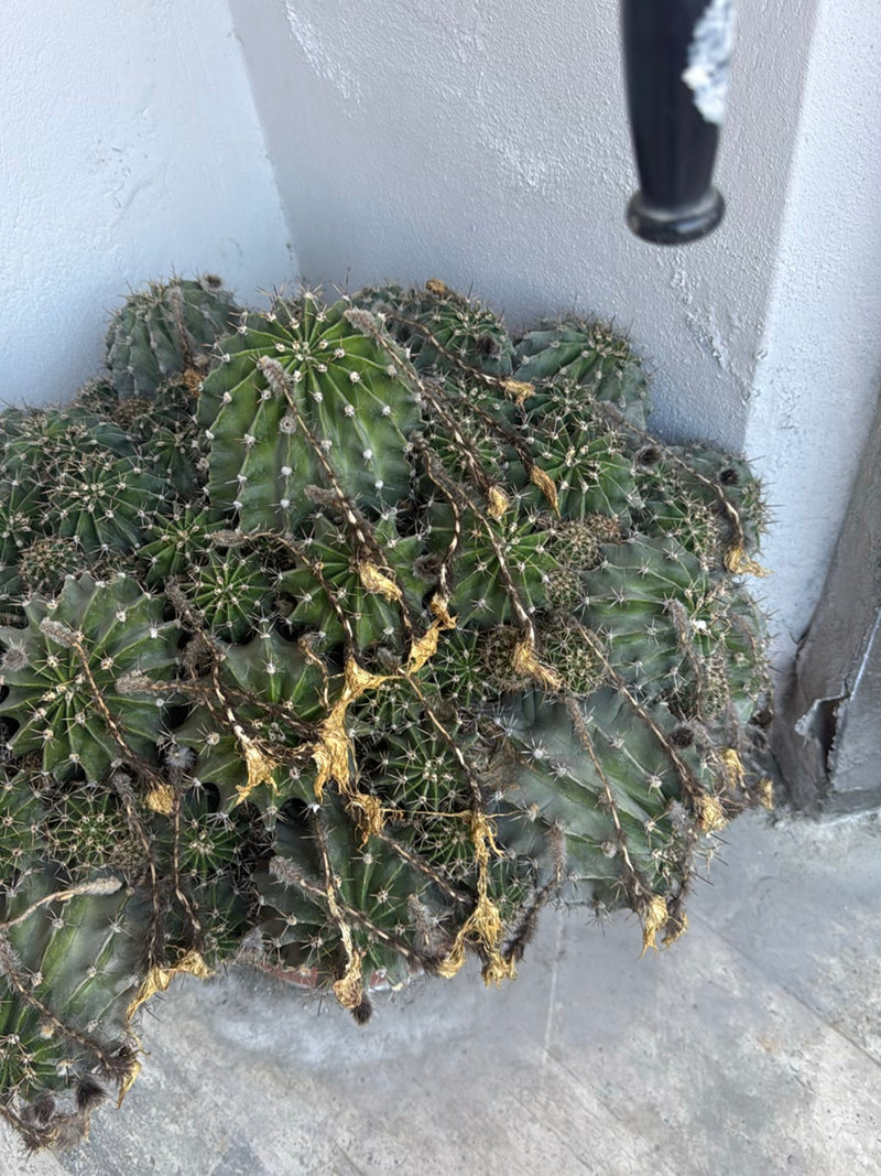 Peruviaanse zuilvormige cactus — foto 3 van 5