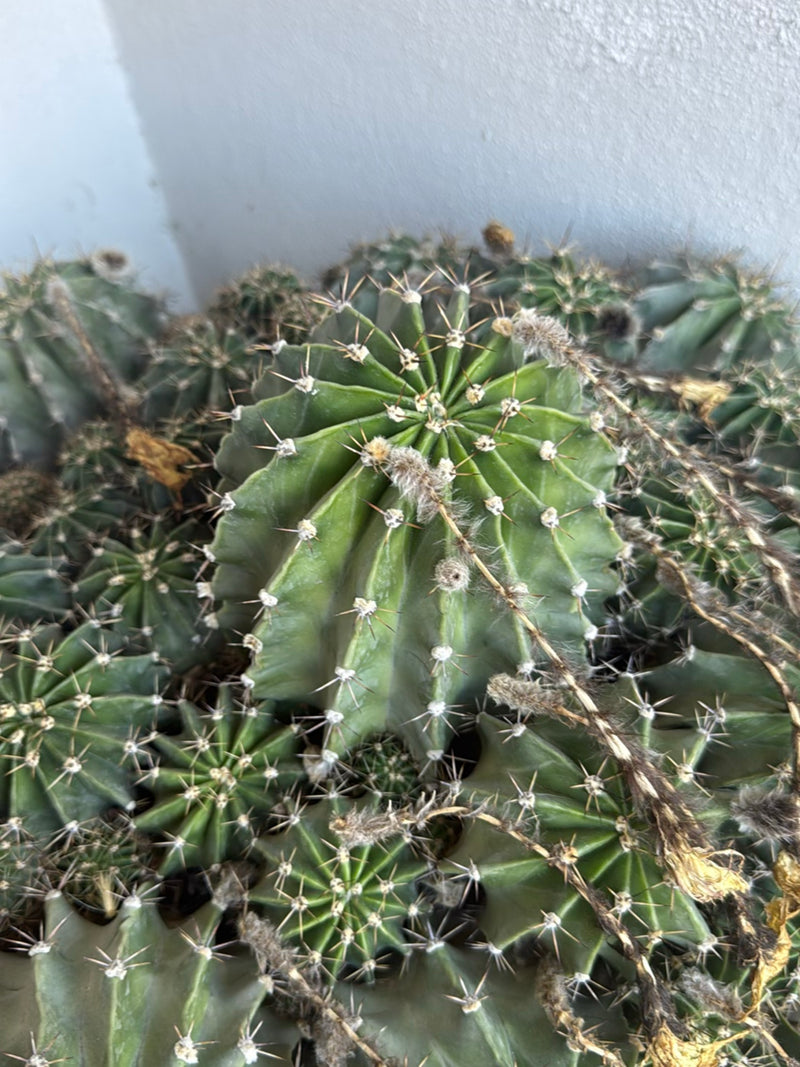 Peruviaanse zuilvormige cactus — foto 1 van 5