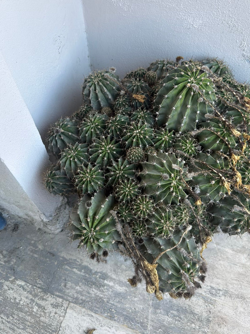 Peruviaanse zuilvormige cactus — foto 2 van 5
