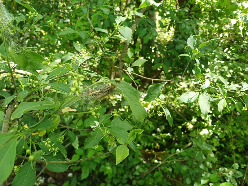 Pfaffenhütchen webmot — Bild 2