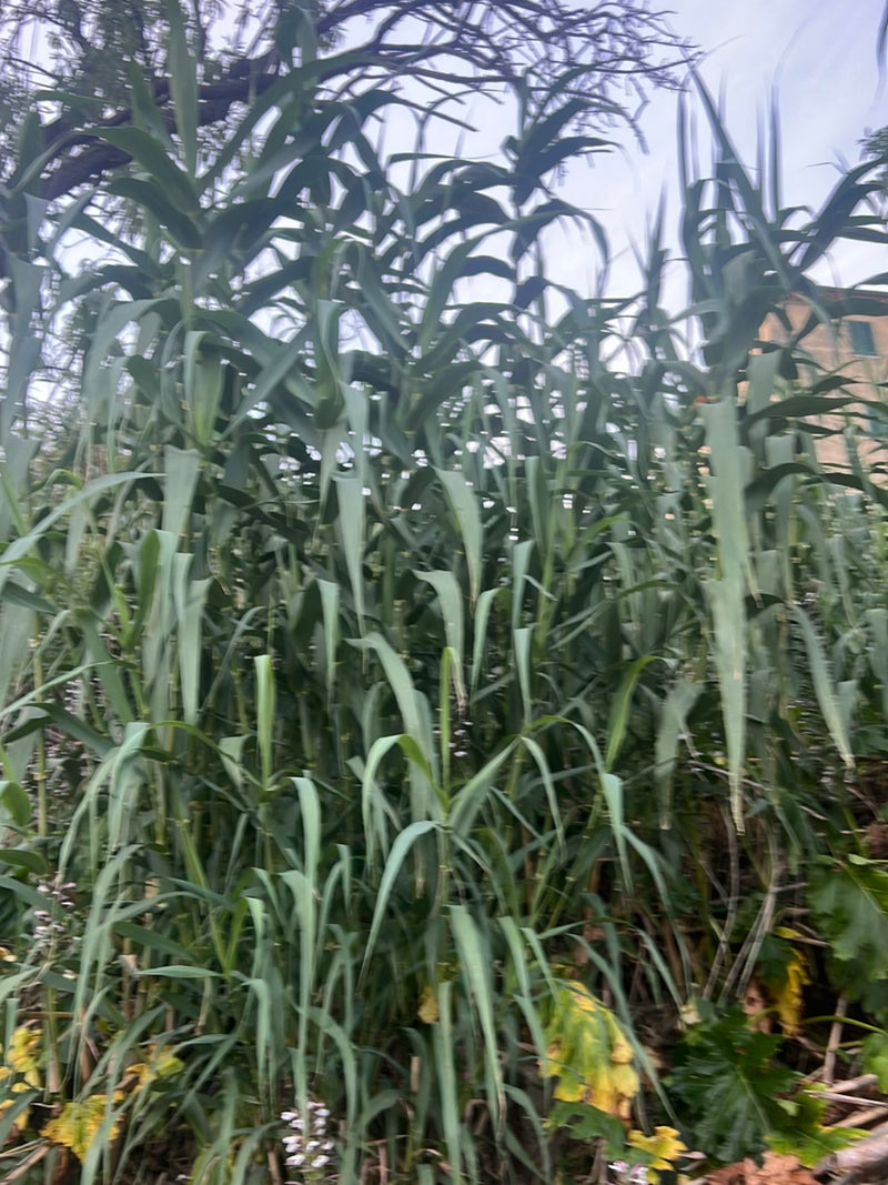 Pfahlrohr — Bild 1