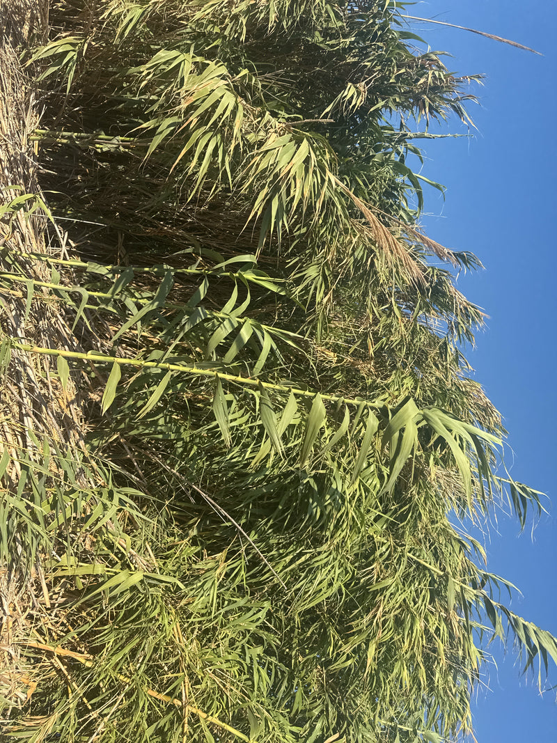 paal pijp — foto 3 van 11