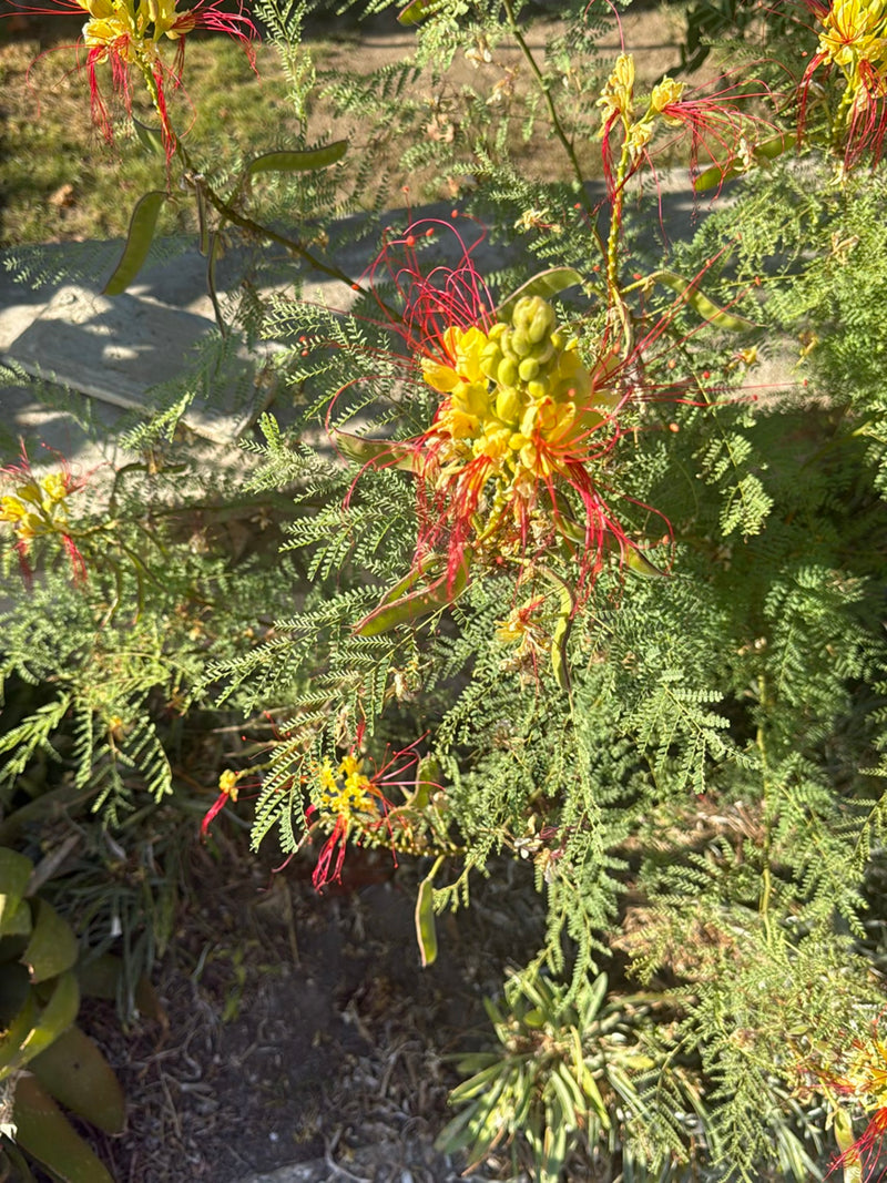 Pauwenstruik — Bild 2