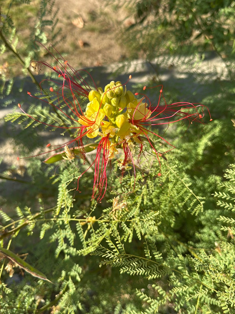 Pauwenstruik — Bild 3