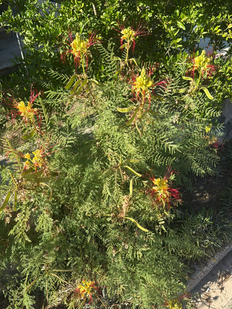 Pauwenstruik — Bild 1