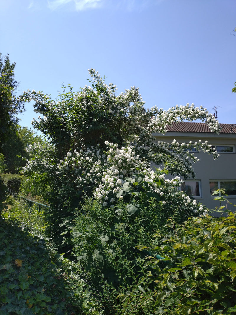 Een grote, uitbundig bloeiende boerenjasmijn staat in de tuin voor een gebouw. De talrijke witte bloemen steken scherp af tegen het groene loof.