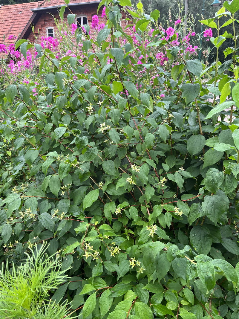 De afbeelding toont een dichte boerenjasmijnstruik met talrijke groene bladeren en uitgebloeide bloeiwijzen voor een gebouw. De plant vult het kader volledig.